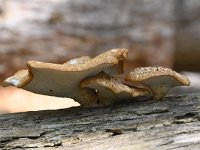 Polyporus squamosus 8, Zadelzwam, Saxifraga-Luuk Vermeer