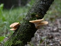 Polyporus tuberaster 1, Franjeporiezwam, Saxifraga-Luuk Vermeer