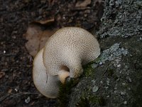 Polyporus tuberaster 2, Franjeporiezwam, Saxifraga-Luuk Vermeer