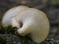 Polyporus tuberaster 7, Franjeporiezwam, Saxifraga-Luuk Vermeer