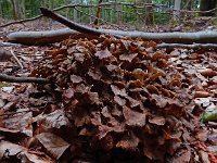 Polyporus umbellatus 1, Schermpjeseikhaas, Saxifraga-Ed Stikvoort