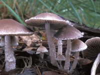 Psathyrella artemisiae 1, Wollige franjehoed, Saxifraga-Jan van der Straten