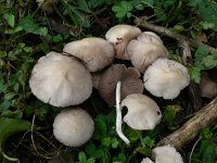 Psathyrella candolleana 1, Bleke franjehoed, Saxifraga-Jan Willem Jongepier