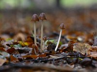 Psathyrella conopilus, Conical Brittlestem