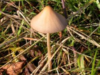 Psathyrella conopilus 4, Langsteelfranjehoed, Saxifraga-Peter Meininger