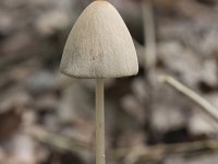 Psathyrella conopilus 6, Langsteelfranjehoed, Saxifraga-Willem van Kruijsbergen