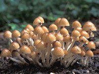 Psathyrella multipedata, Clustered Brittlestem