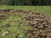 Psathyrella multipedata 4, Bundelfranjehoed, Saxifraga-Willem van Kruijsbergen