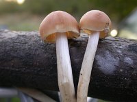 Psathyrella piluliformis 1, Witsteelfranjehoed, Saxifraga-Peter Meininger