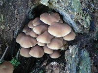 Psathyrella piluliformis 2, Witsteelfranjehoed, Saxifraga-Jan Willem Jongepier