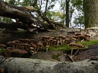 Psathyrella piluliformis 4, Witsteelfranjehoed, Saxifraga-Luuk Vermeer