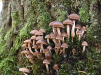 Psathyrella piluliformis 5, Witsteelfranjehoed, Saxifraga-Luuk Vermeer