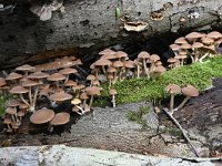 Psathyrella piluliformis 6, Witsteelfranjehoed, Saxifraga-Luuk Vermeer