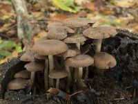 Psathyrella piluliformis 7, Witsteelfranjehoed, Saxifraga-Willem van Kruijsbergen