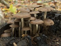 Psathyrella piluliformis 8, Witsteelfranjehoed, Saxifraga-Willem van Kruijsbergen