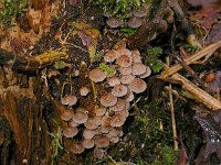 Psathyrella pygmaea