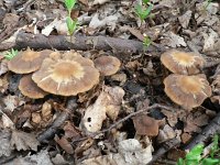 Psathyrella spadiceogrisea f mamillata 1, Vroege franjehoed, Saxifraga-Jan Willem Jongepier