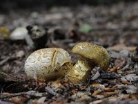 Pseudoboletus parasiticus 1, Kostgangerboleet, Saxifraga-Luuk Vermeer