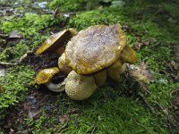 Kostgangerboleet Pseudoboletus parasiticus