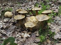 Kostgangerboleet Pseudoboletus parasiticus