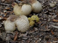 Pseudoboletus parasiticus 2, Kostgangerboleet, Saxifraga-Luuk Vermeer