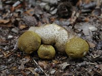 Pseudoboletus parasiticus 3, Kostgangerboleet, Saxifraga-Luuk Vermeer