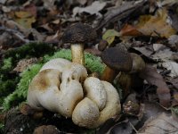 Pseudoboletus parasiticus 5, Kostgangerboleet, Saxifraga-Luuk Vermeer