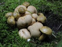 Pseudoboletus parasiticus 6, Kostgangerboleet, Saxifraga-Luuk Vermeer