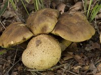 Pseudoboletus parasiticus 8, Kostgangerboleet, Saxifraga-Willem van Kruijsbergen