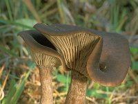 Pseudoclitocybe cyathiformis, Goblet