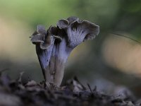 Pseudocraterellus undulatus