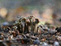 Pseudocraterellus undulatus 3, Kleine trompetzwam, Saxifraga-Luuk Vermeer