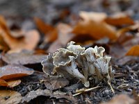 Pseudocraterellus undulatus 4, Kleine trompetzwam, Saxifraga-Luuk Vermeer