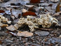 Pseudocraterellus undulatus 7, Kleine trompetzwam, Saxifraga-Luuk Vermeer