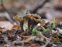 Pseudocraterellus undulatus 8, Kleine trompetzwam, Saxifraga-Luuk Vermeer