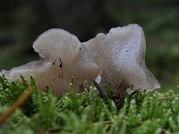 Pseudohydnum gelatinosum 4, Stekeltrilzwam, Saxifraga-Luuk Vermeer