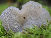 Pseudohydnum gelatinosum 7, Stekeltrilzwam, Saxifraga-Luuk Vermeer