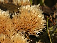Pterula multifida 12, Sparrenveertje, Saxifraga-Foto Fitis-Sytske Dijksen