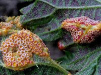 Puccinia caricina