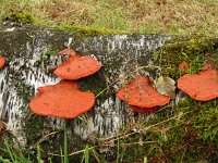 Pycnoporus cinnabarinus 11, Vermiljoenhoutzwam, Saxifraga-Hans Grotenhuis