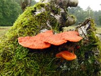 Pycnoporus cinnabarinus 12, Vermiljoenhoutzwam, Saxifraga-Hans Grotenhuis