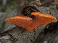 Pycnoporus cinnabarinus 4, Vermiljoenhoutzwam, Saxifraga-Willem van Kruijsbergen