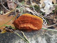 Fungus Pycnoporus cinnabarinus on dead birch  Fungus Pycnoporus cinnabarinus on dead birch : fungus, Pycnoporus cinnabarinus, fungi dead birch, dead, tree, branch, red, vermillion, vermeill, color, colored, nature, natural, fall, autumn, autumnal, outside, outdoor, no people, nobody, growth, underside