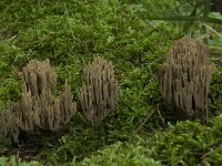 Ramaria abietina 1, Groenwordende koraalzwam, Saxifraga-Willem van Kruijsbergen