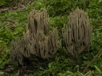 Ramaria abietina 2, Groenwordende koraalzwam, Saxifraga-Willem van Kruijsbergen