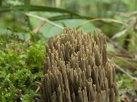 Ramaria abietina 3, Groenwordende koraalzwam, Saxifraga-Willem van Kruijsbergen