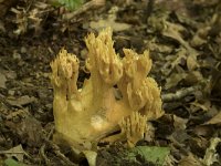 Ramaria aurea 1, Goudgele koraalzwam, Saxifraga-Willem van Kruijsbergen