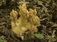 Ramaria aurea 2, Goudgele koraalzwam, Saxifraga-Willem van Kruijsbergen