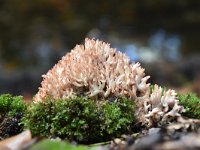 Ramaria botrytis