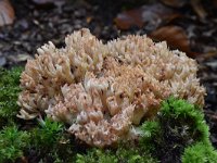 Ramaria botrytis 4, Bloemkoolzwam, Saxifraga-Luuk Vermeer